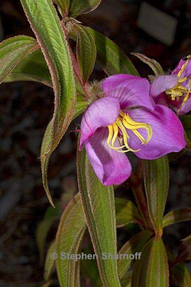 osbeckia stellata 2 graphic